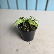 Load image into Gallery viewer, #RD4 Mint Variegated Monstera Adansonii