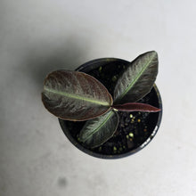 Load image into Gallery viewer, #R483 Labisia Sp.