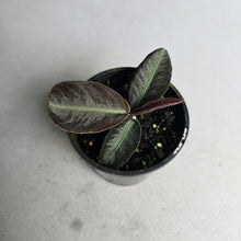 Load image into Gallery viewer, #R483 Labisia Sp.