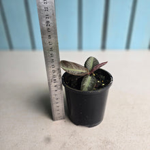 Load image into Gallery viewer, #R483 Labisia Sp.