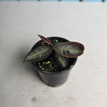 Load image into Gallery viewer, #R483 Labisia Sp.