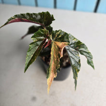 Load image into Gallery viewer, #R80 Begonia 'Ginny Galaxy'