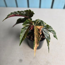 Load image into Gallery viewer, #R80 Begonia 'Ginny Galaxy'