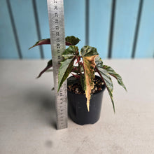 Load image into Gallery viewer, #R80 Begonia 'Ginny Galaxy'