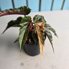 Load image into Gallery viewer, #R80 Begonia 'Ginny Galaxy'