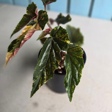 Load image into Gallery viewer, #R80 Begonia 'Ginny Galaxy'