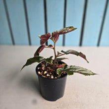 Load image into Gallery viewer, #R80 Begonia 'Ginny Galaxy'
