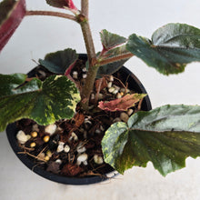 Load image into Gallery viewer, #R80 Begonia 'Ginny Galaxy'
