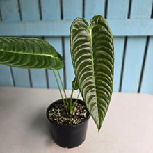 Load image into Gallery viewer, #R95 Anthurium Veitchii