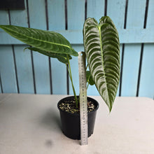 Load image into Gallery viewer, #R95 Anthurium Veitchii