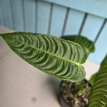Load image into Gallery viewer, #R95 Anthurium Veitchii