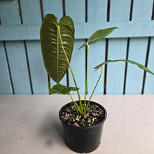 Load image into Gallery viewer, #R95 Anthurium Veitchii