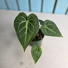 Load image into Gallery viewer, #R31 Two x Headed Anthurium Clarinervium x