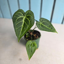 Load image into Gallery viewer, #R31 Two x Headed Anthurium Clarinervium x