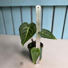 Load image into Gallery viewer, #R31 Two x Headed Anthurium Clarinervium x