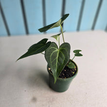 Load image into Gallery viewer, #R31 Two x Headed Anthurium Clarinervium x