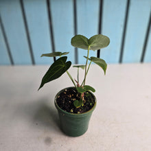 Load image into Gallery viewer, #R31 Two x Headed Anthurium Clarinervium x