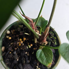 Load image into Gallery viewer, #R31 Two x Headed Anthurium Clarinervium x