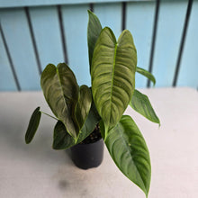 Load image into Gallery viewer, #RD12 Three x Headed Philodendron Sharoniae