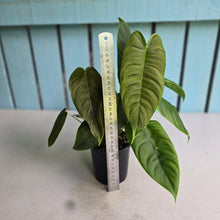 Load image into Gallery viewer, #RD12 Three x Headed Philodendron Sharoniae