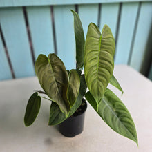 Load image into Gallery viewer, #RD12 Three x Headed Philodendron Sharoniae