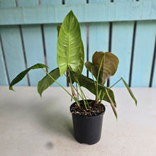 Load image into Gallery viewer, #RD12 Three x Headed Philodendron Sharoniae