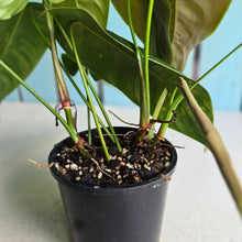 Load image into Gallery viewer, #RD12 Three x Headed Philodendron Sharoniae