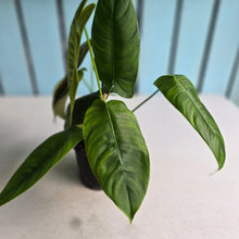 Load image into Gallery viewer, #RD12 Three x Headed Philodendron Sharoniae