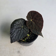 Load image into Gallery viewer, #R107 Begonia 'Black Narcissus'