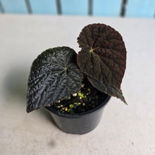 Load image into Gallery viewer, #R107 Begonia 'Black Narcissus'