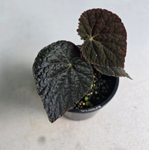 Load image into Gallery viewer, #R107 Begonia 'Black Narcissus'