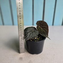 Load image into Gallery viewer, #R107 Begonia 'Black Narcissus'