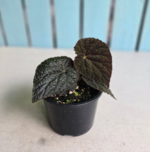 Load image into Gallery viewer, #R107 Begonia 'Black Narcissus'
