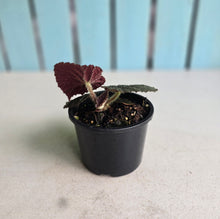 Load image into Gallery viewer, #R107 Begonia 'Black Narcissus'