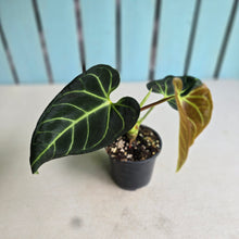 Load image into Gallery viewer, #D343 Anthurium Regale