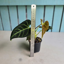 Load image into Gallery viewer, #D343 Anthurium Regale
