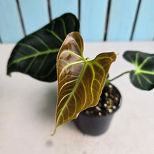 Load image into Gallery viewer, #D343 Anthurium Regale