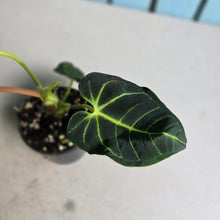 Load image into Gallery viewer, #D343 Anthurium Regale