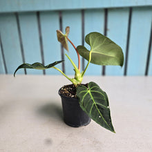 Load image into Gallery viewer, #D343 Anthurium Regale