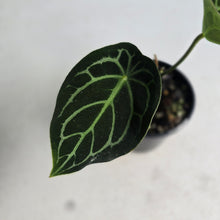 Load image into Gallery viewer, #R21 Anthurium Crystallinum x Forgetii
