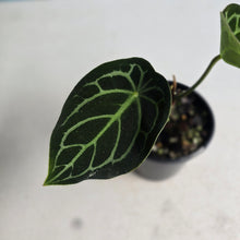 Load image into Gallery viewer, #R21 Anthurium Crystallinum x Forgetii