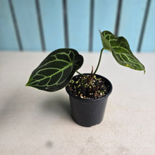 Load image into Gallery viewer, #R21 Anthurium Crystallinum x Forgetii