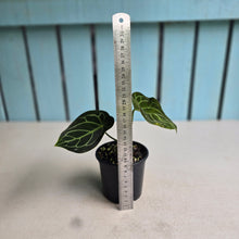 Load image into Gallery viewer, #R21 Anthurium Crystallinum x Forgetii