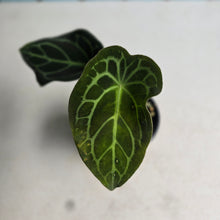 Load image into Gallery viewer, #R21 Anthurium Crystallinum x Forgetii