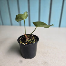 Load image into Gallery viewer, #R21 Anthurium Crystallinum x Forgetii
