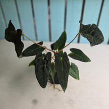 Load image into Gallery viewer, #FR28 Anthurium Papillilaminum x Dressleri