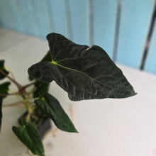 Load image into Gallery viewer, #FR28 Anthurium Papillilaminum x Dressleri