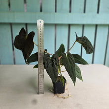 Load image into Gallery viewer, #FR28 Anthurium Papillilaminum x Dressleri