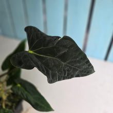 Load image into Gallery viewer, #FR28 Anthurium Papillilaminum x Dressleri