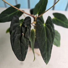 Load image into Gallery viewer, #FR28 Anthurium Papillilaminum x Dressleri